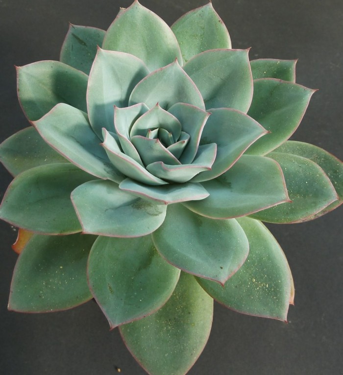 薄荷 Echeveria Suleika