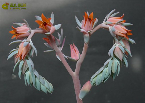 薄荷 Echeveria Suleika