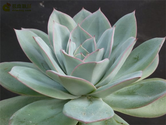 薄荷 Echeveria Suleika