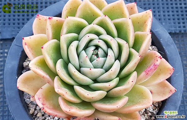 璀璨明珠