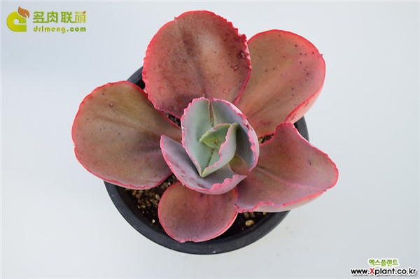 蛋白石月亮  Echeveria Opal moon