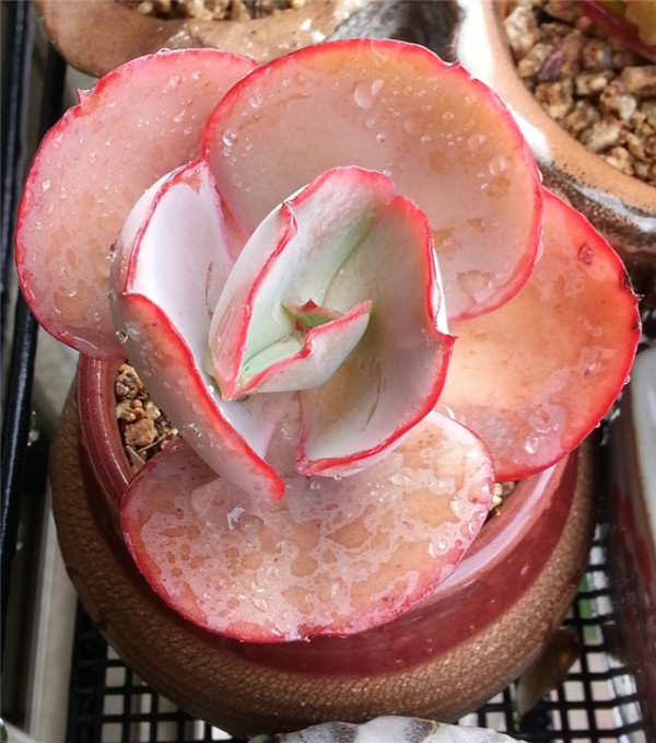 蛋白石月亮  Echeveria Opal moon