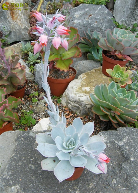 多明戈 Echeveria 'domingo'