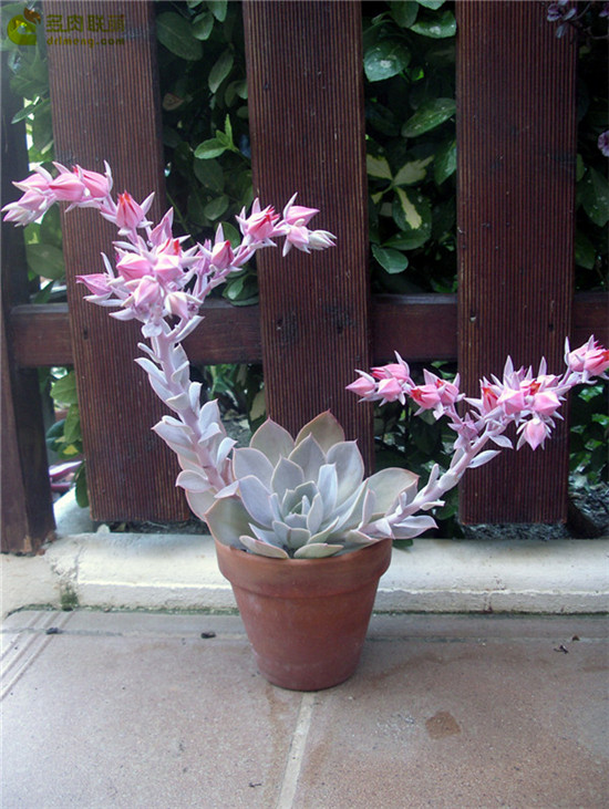 多明戈 Echeveria 'domingo'