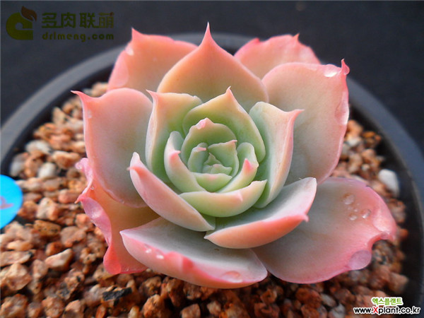 多明戈 Echeveria 'domingo'