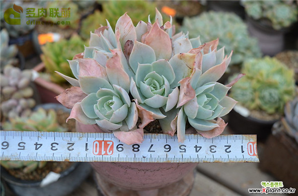 多明戈 Echeveria 'domingo'