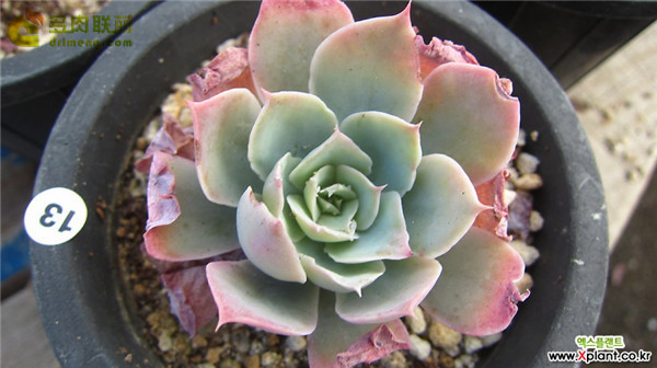 多明戈 Echeveria 'domingo'