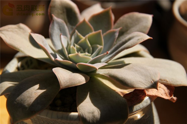 多明戈 Echeveria 'domingo'