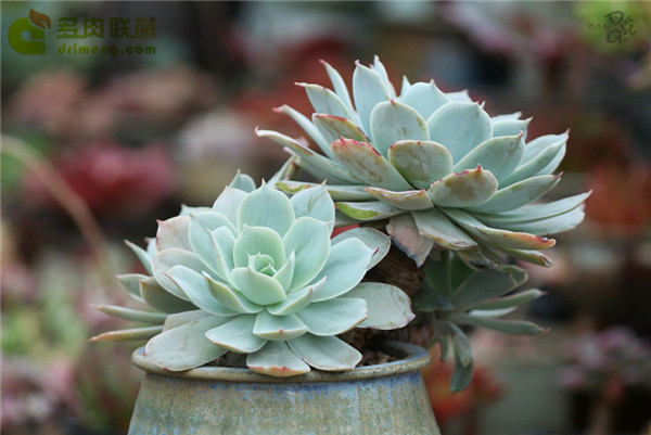 多明戈 Echeveria 'domingo'