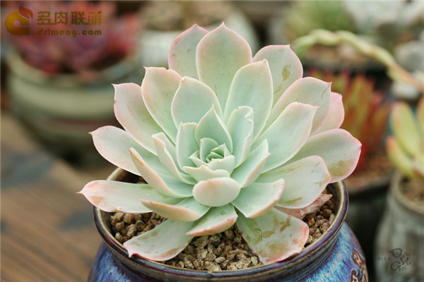 多明戈 Echeveria 'domingo'