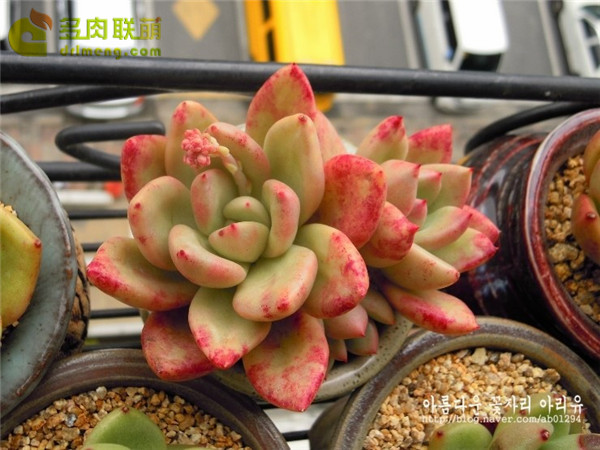 奶油鳄梨 xGraptoveria Avocado Cream