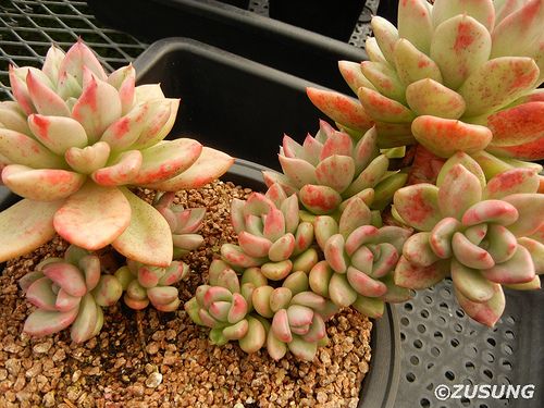 奶油鳄梨 xGraptoveria Avocado Cream