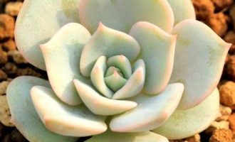 芬达露娜就是露娜莲