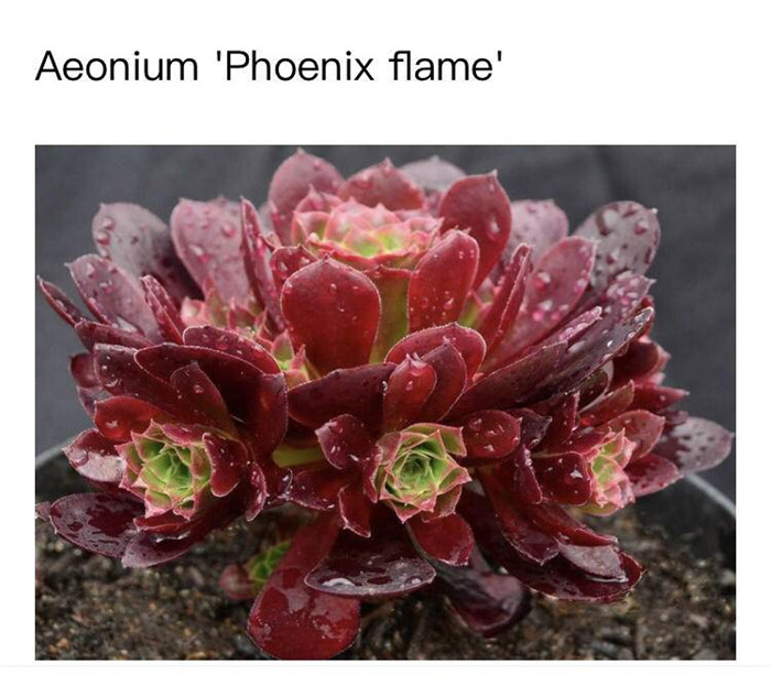 火焰凤凰法师 Aeonium Phoenix Flame