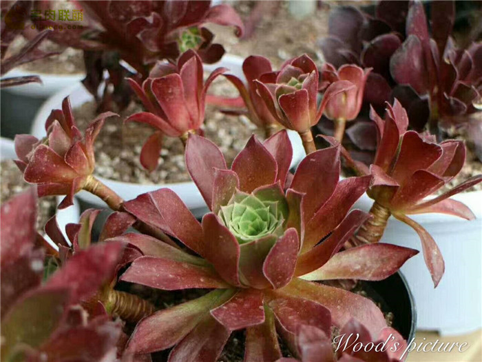 火焰凤凰法师 Aeonium Phoenix Flame