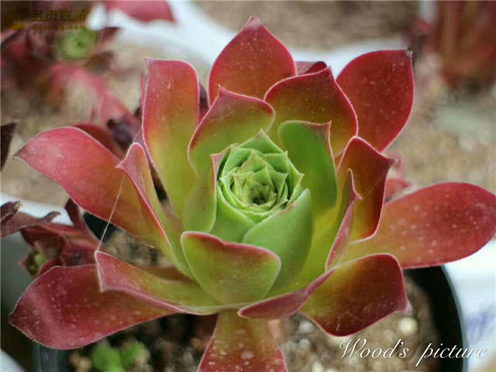 火焰凤凰法师 Aeonium Phoenix Flame