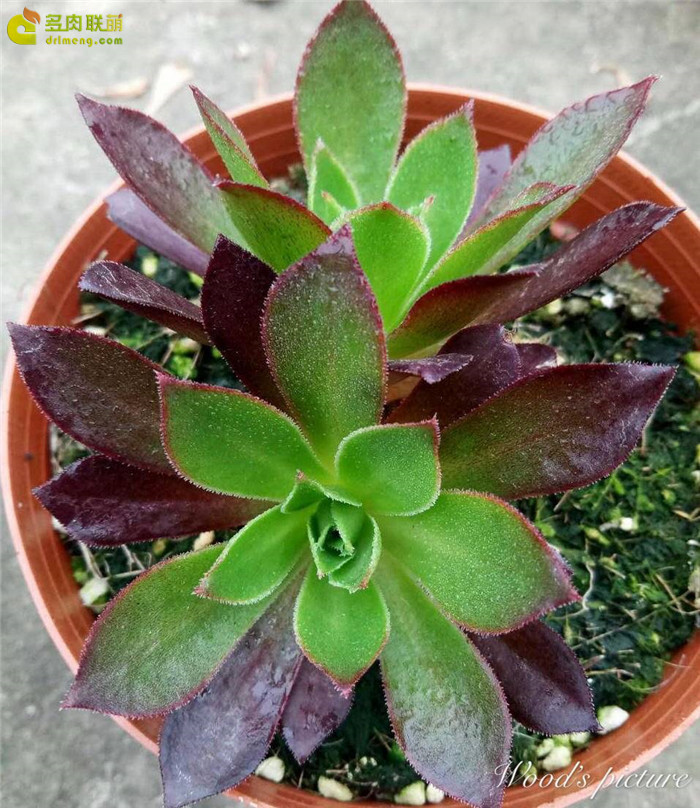 火焰凤凰法师 Aeonium Phoenix Flame