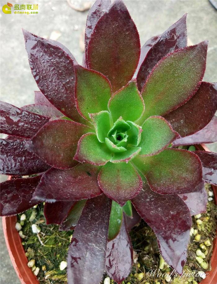 火焰凤凰法师 Aeonium Phoenix Flame