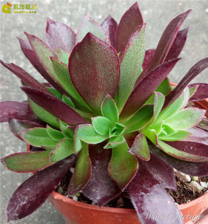 火焰凤凰法师 Aeonium Phoenix Flame