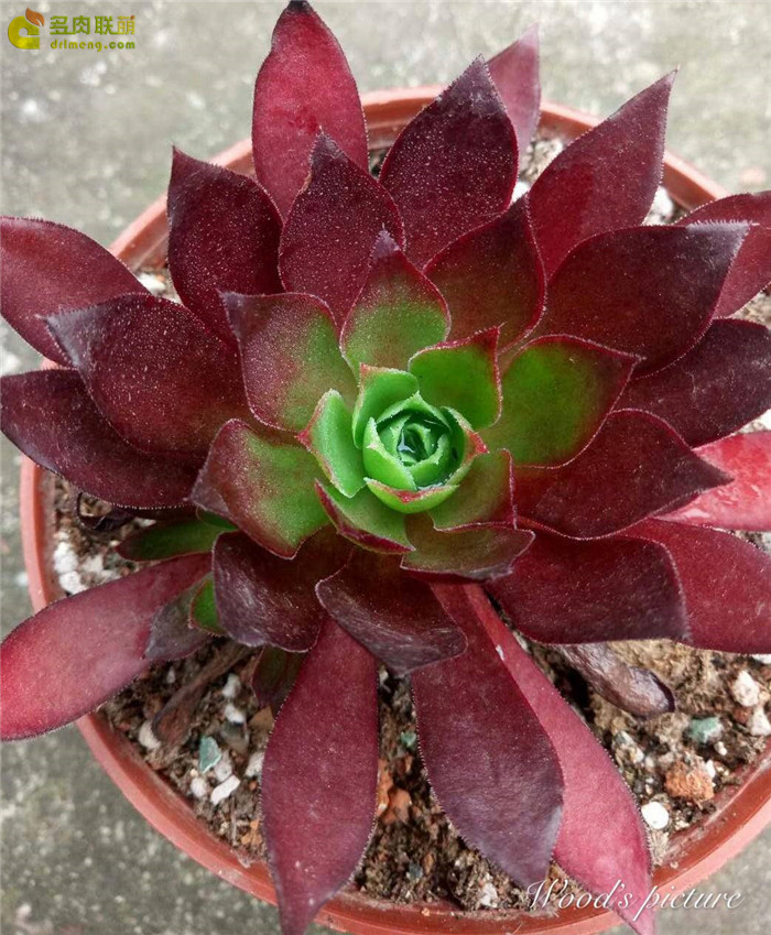 火焰凤凰法师 Aeonium Phoenix Flame