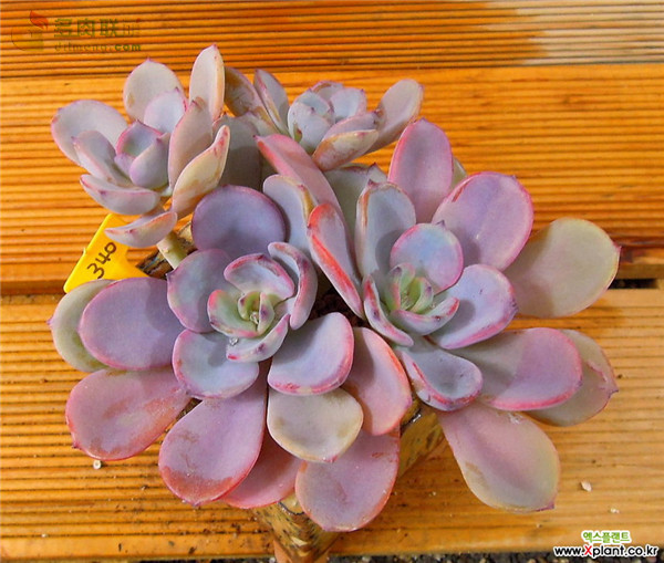 公主道 Echeveria  Decairn