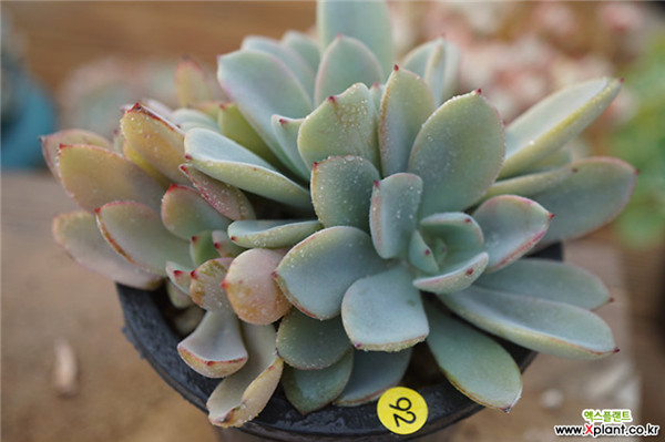 公主道 Echeveria  Decairn