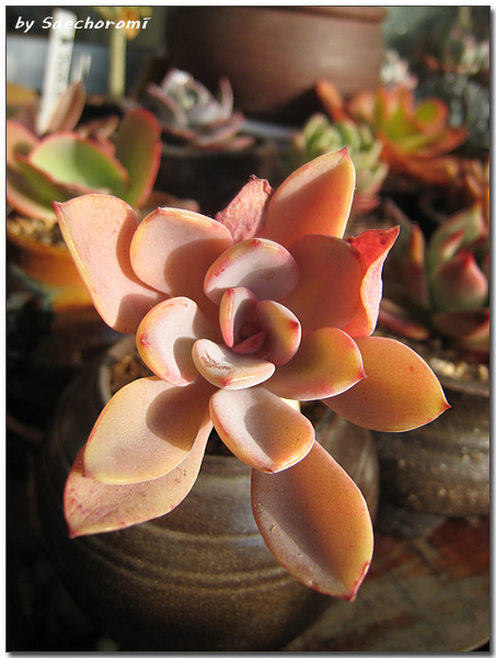 公主道 Echeveria  Decairn