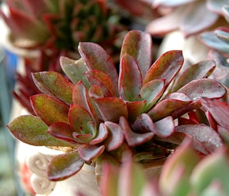 公主道 Echeveria  Decairn