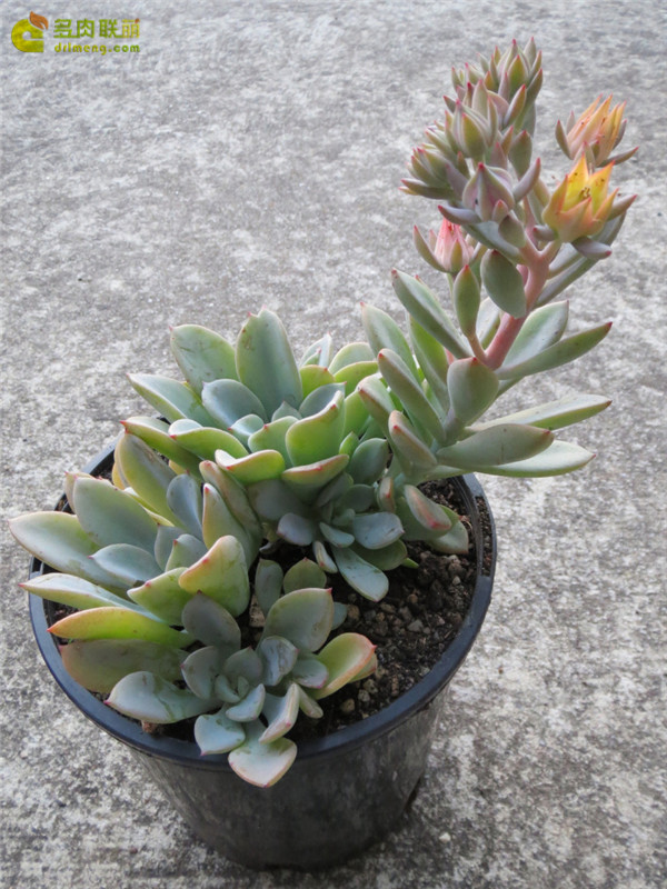 公主道 Echeveria  Decairn