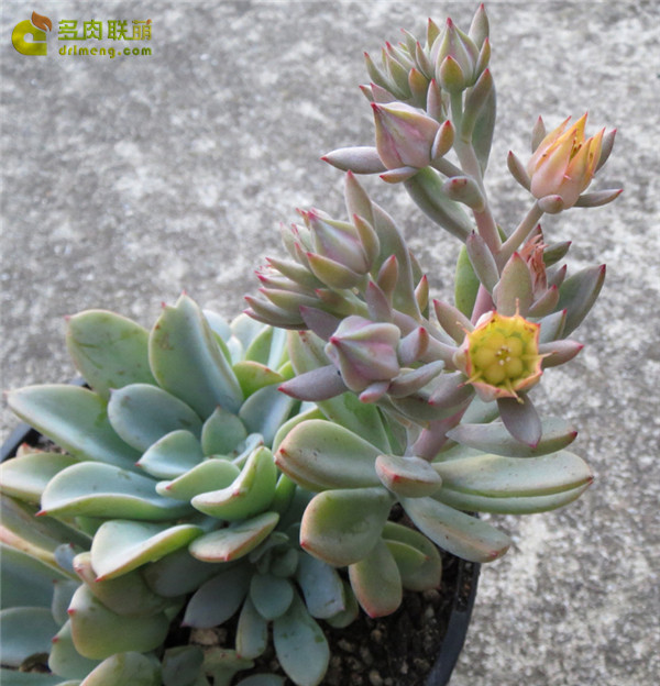 公主道 Echeveria  Decairn