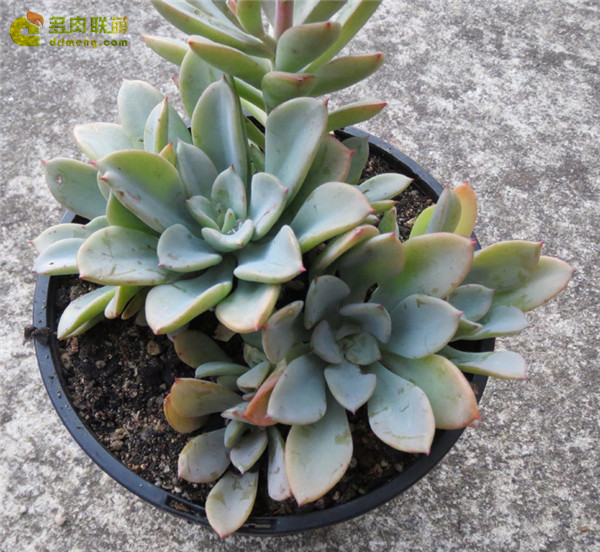 公主道 Echeveria  Decairn