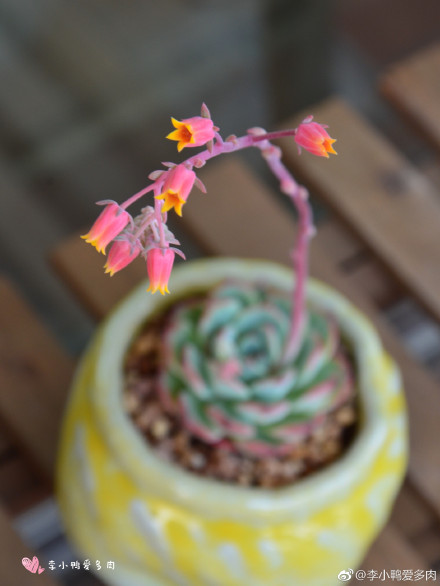 多肉海棠花开花