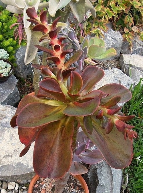 寒鸟巢 Echeveria fasciculata