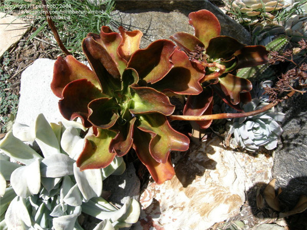 寒鸟巢 Echeveria fasciculata