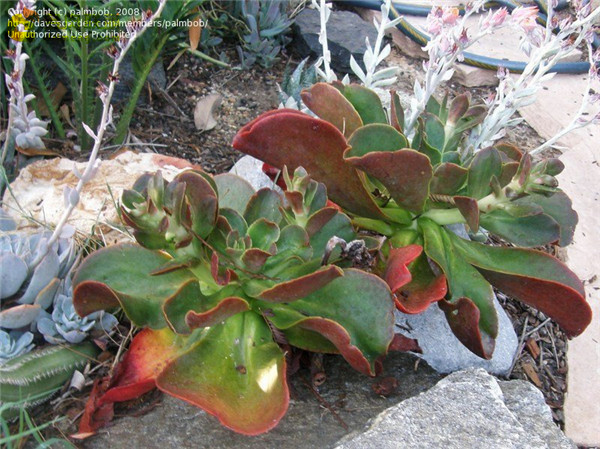 寒鸟巢 Echeveria fasciculata