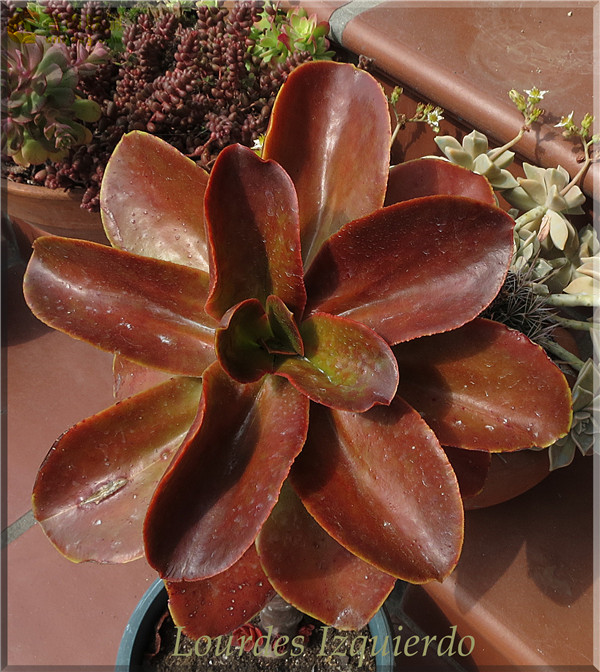 寒鸟巢 Echeveria fasciculata