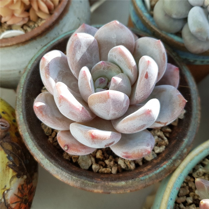  먼로 橙梦露 Echeveria Monroe(Orange)