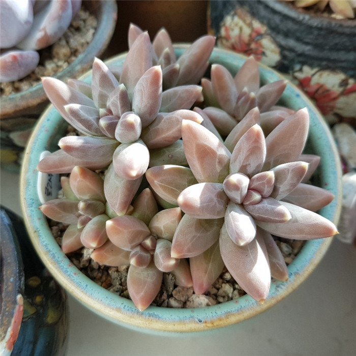 크라우쿰 千代田之松 (Pachyphytum 'compactum var. glaucum'