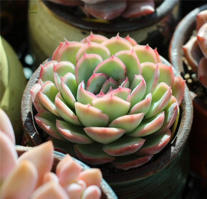 스트로베리아이스 草莓冰 Echeveria 'Strawberry ice'