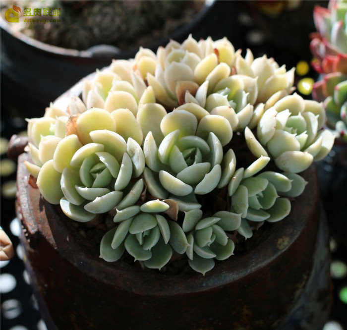 런요니 鲁氏石莲 Echeveria runyonii