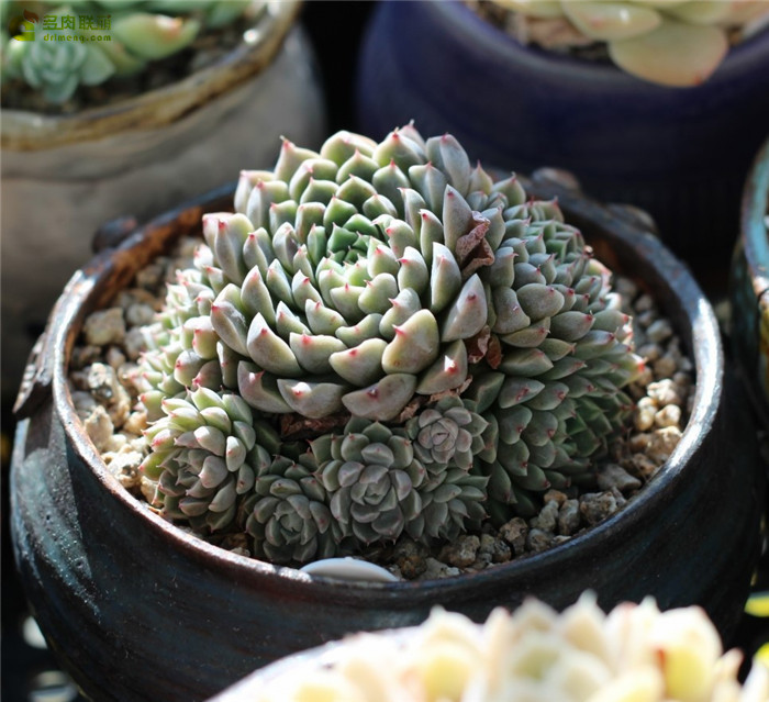  멕시코미니마 墨西哥姬莲 Echeveria Minima