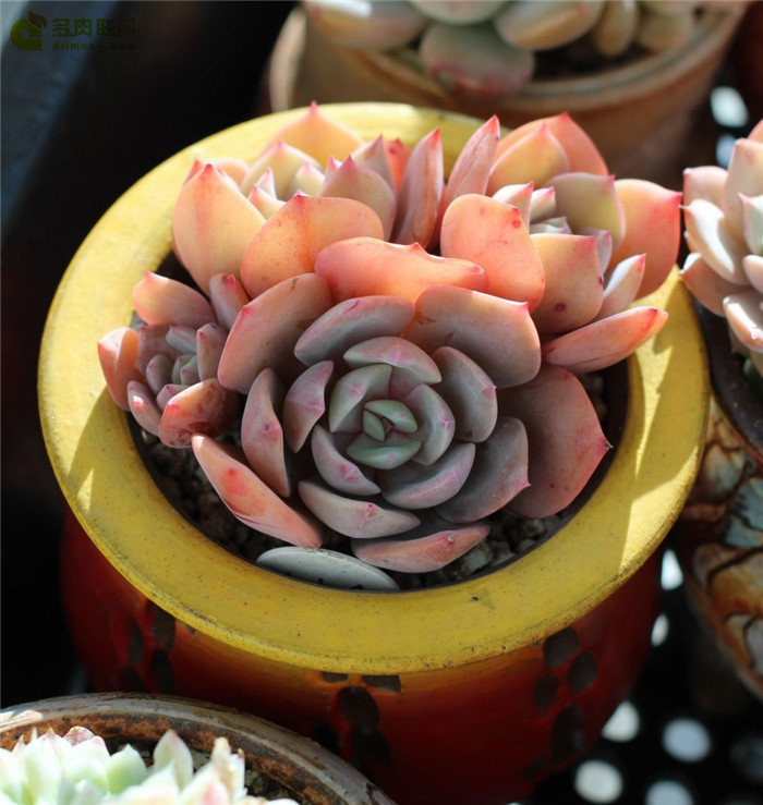 백카시즈 红粉台阁 Echeveria runyonii cv