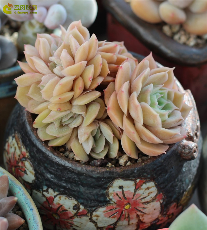 온슬로우 昂斯洛 Echeveria cv Onslow