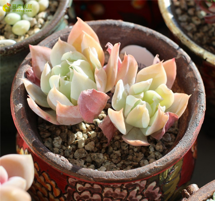 도밍고 多明戈 Echeveria domingo