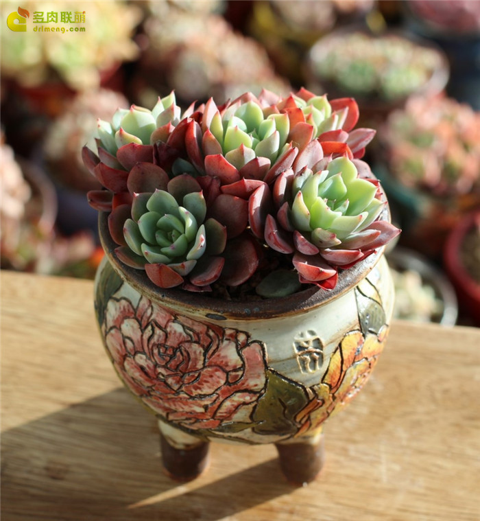 포르투나 财神 Echeveria 'Fortuna'