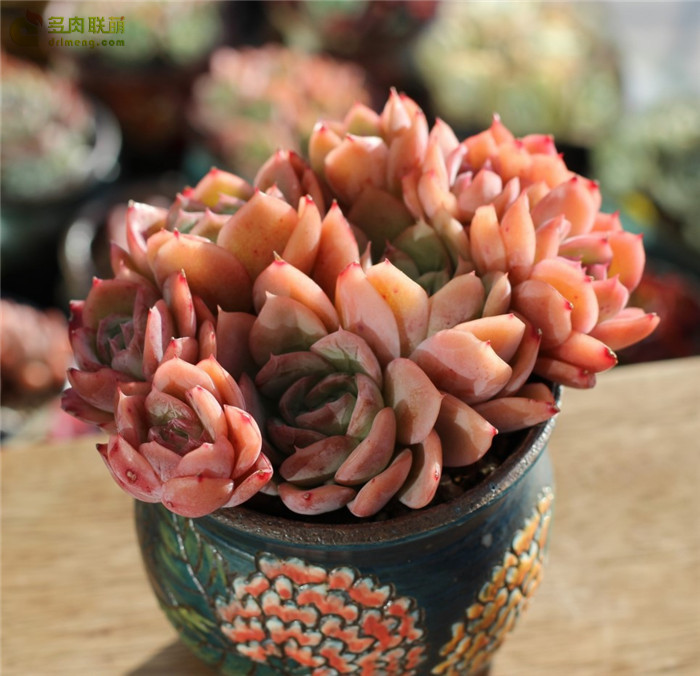 원종라즈 原始种冰梅 Echeveria Rasberry Ice