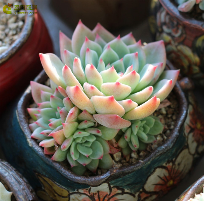 에케마리아 Echeveria agavoides Maria 玛丽亚