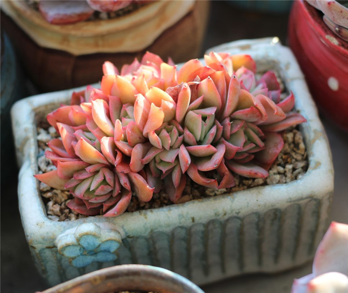 러우철화 罗艾娜 Echeveria Luella