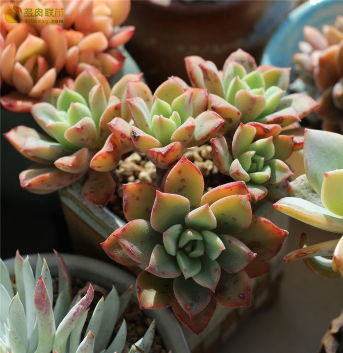  슈가드 蜜糖 Echeveria sugared