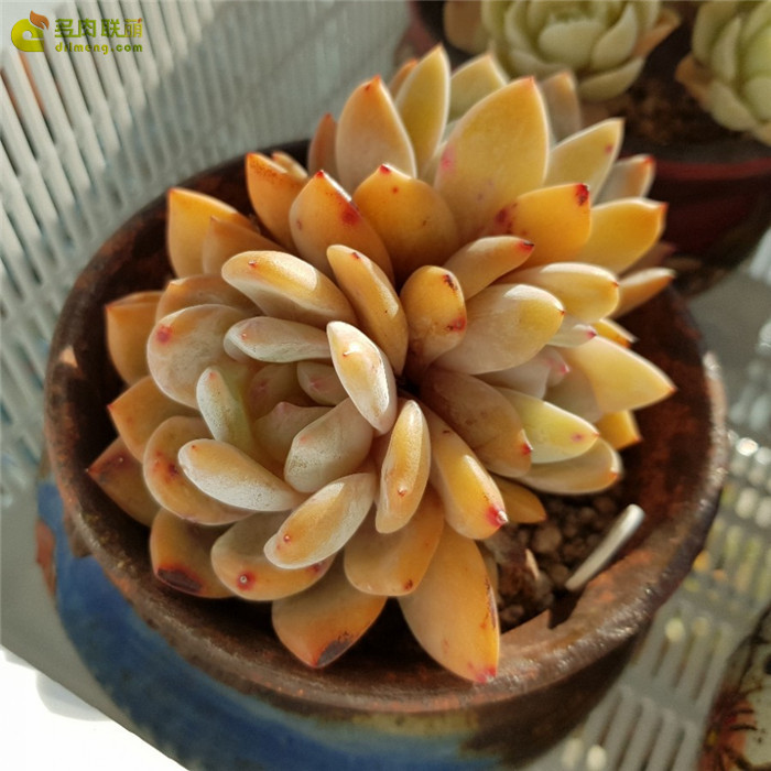 성영 日本星影 Echeveria 'HOSIKAGE'